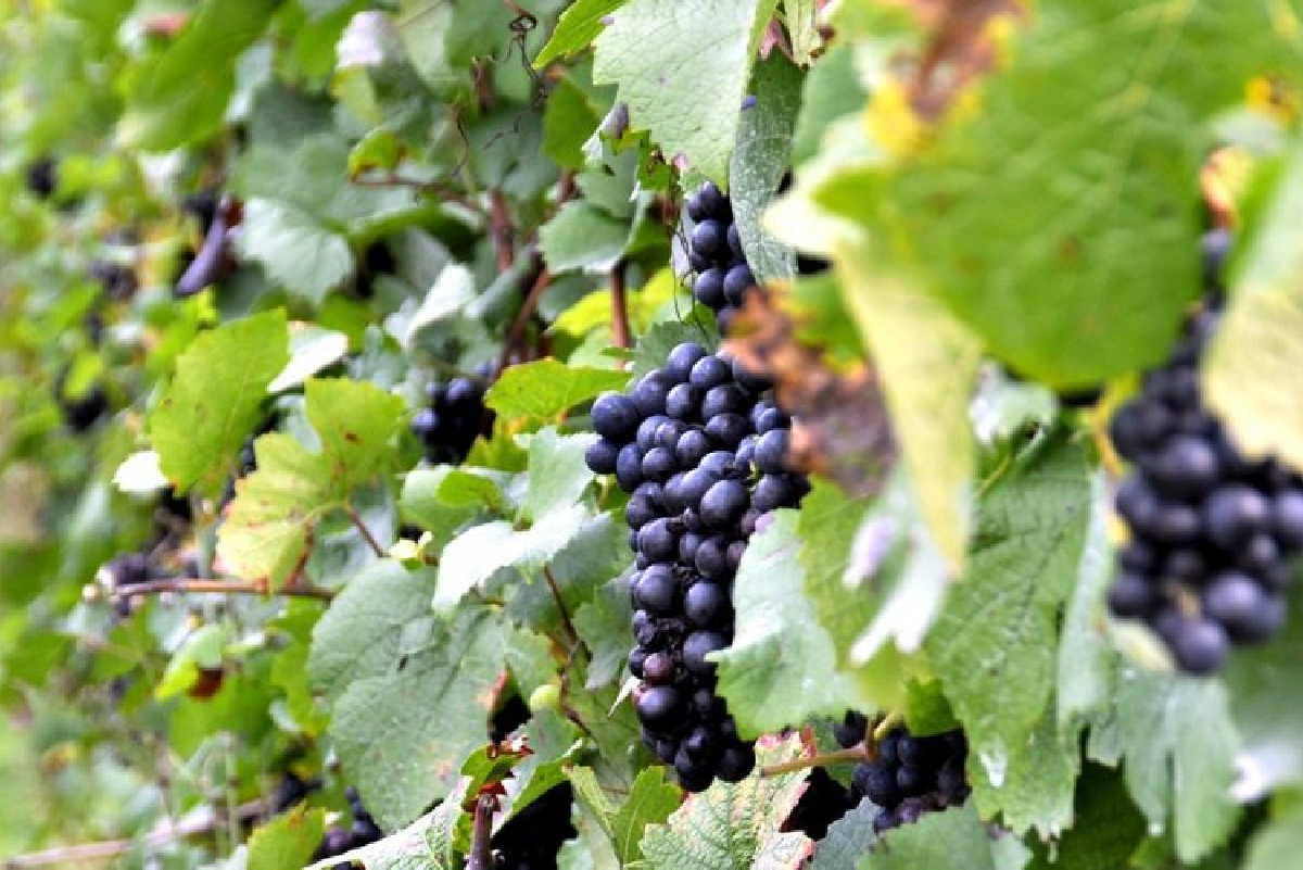 Winobranie Zielona Góra 2025: największe święto wina w Polsce - program, atrakcje i niezapomniane wrażenia