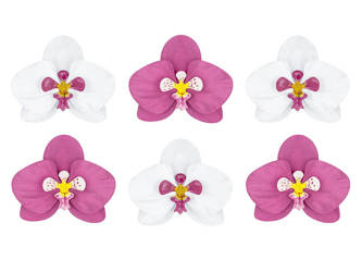 Dekoracje - Papierowe kwiaty - Orchidee Aloha - 6 szt.
